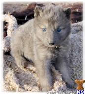 wolf dog puppy posted by Wolf Husky Pups